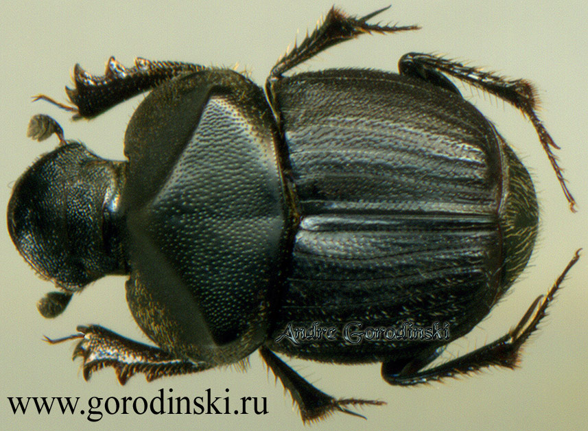 http://www.gorodinski.ru/copr/Onthophagus sycophantha.jpg
